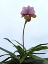 Paphiopedilum Charlesworthii 